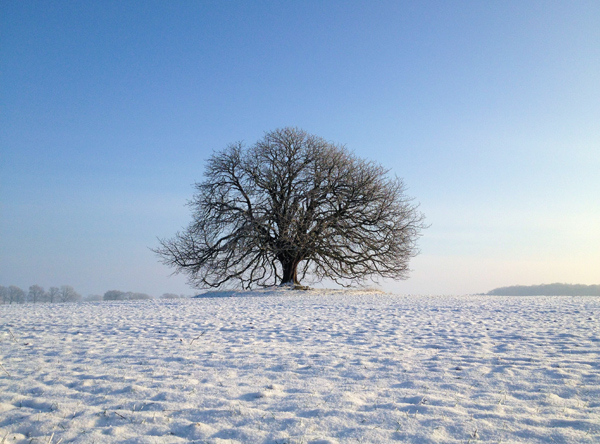 Winterlandschaft mit Baum.