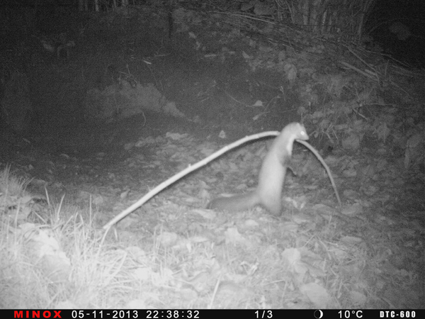 Eisvogelbrutwand, ein Marder tauchte auch mal wieder auf.