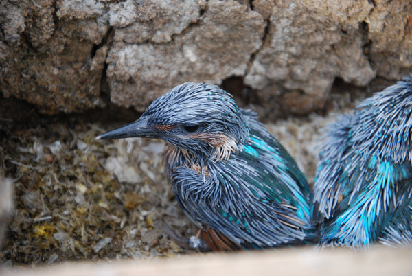 Am 08-06-2014 wurden die fünf jungen Eisvögel durch Hans Dieter Martens (Vorsitzender vom Landesverband Eulen-Schutz in SH e.V.) beringt.