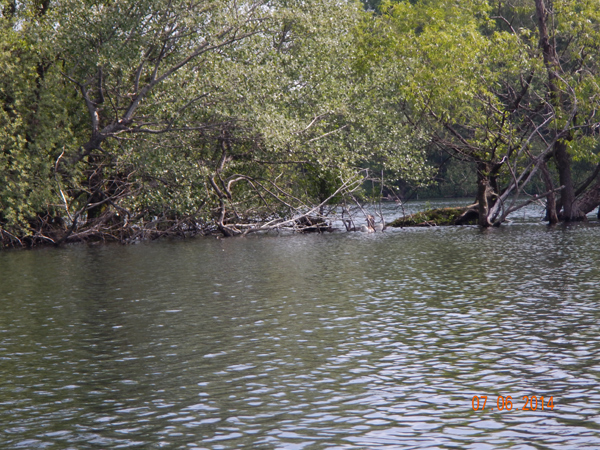 Lebensraum der Eisvögel. Lebensraum der Eisvögel.