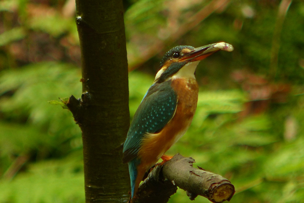 Das Eisvogelweibchen kommt erneut mit einem kleinen Fisch geflogen. Das Eisvogelweibchen kommt erneut mit einem kleinen Fisch geflogen.