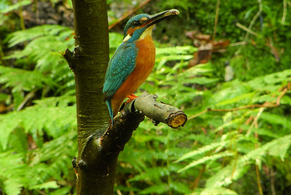 Das Eisvogelmännchen, bringt auch einen kleinen Fisch für den Nachwuchs mit. Das Eisvogelmännchen, bringt auch einen kleinen Fisch für den Nachwuchs mit.