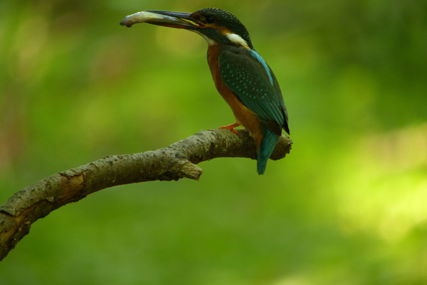 Zurzeit füttert das Eisvogelweibchen noch mit, es könnte eine dritte Brut geben? Zurzeit füttert das Eisvogelweibchen noch mit, es könnte eine dritte Brut geben?
