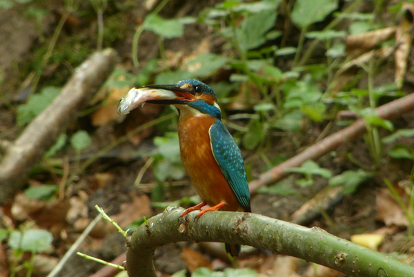 Das Eisvogelmännchen ist auch noch vor Ort. Für eine dritte Brut sieht es zurzeit sehr gut aus. Das Eisvogelmännchen ist auch noch vor Ort. Für eine dritte Brut sieht es zurzeit sehr gut aus.