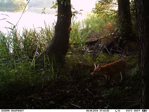 Erneut ist ein Fuchs von der Wild- und Fotofalle dokumentiert worden.