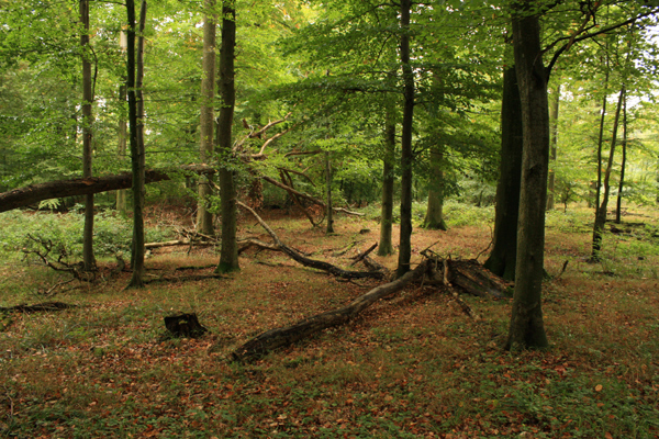 Teile der Wälder sollte für die Mensche gesperrt werden, damit Rückzugszonen entstehen, für die im Wald lebenden Tiere.