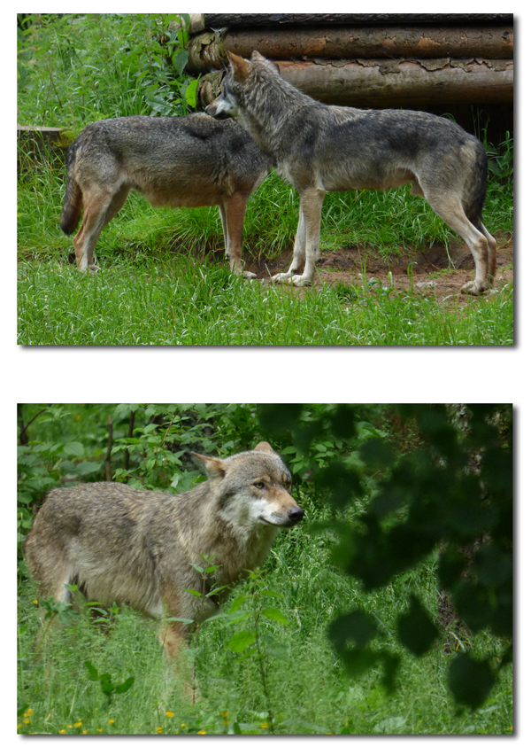Wölfe in Schleswig-Holstein - diese konnte ich im Wildpark Eekholt dokumentieren.