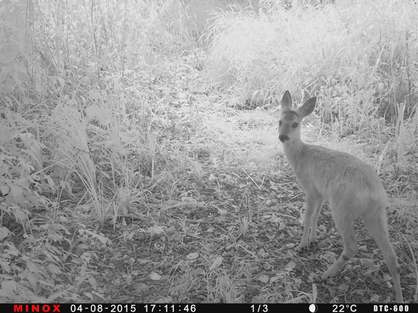 Weibliches Rehwild. Weibliches Rehwild.