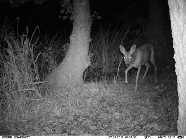 Weibliches Rehwild. Weibliches Rehwild.