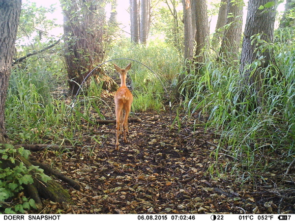 Künstlichen Ansitzwarte. Künstlichen Ansitzwarte.