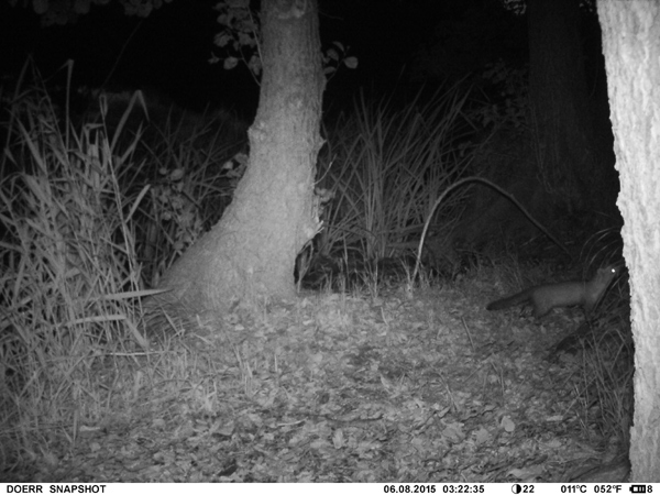 Marder vor einer Eisvogel Brutwand. Marder vor einer Eisvogel Brutwand.