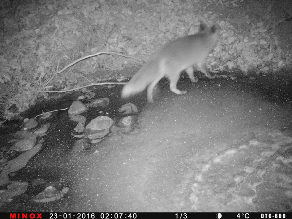 Fuchs streift in der Nacht durch sein Revier.