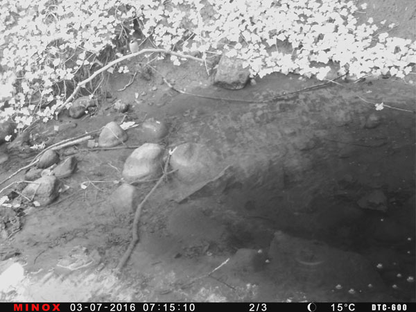 Eisvogelpaar an einem Grabensystem.