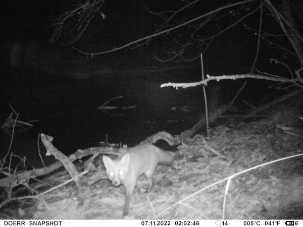 Fuchs an einem Fließgewässer.