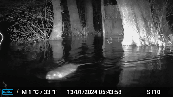 Künstlicher Brut Container steht im Wasser.