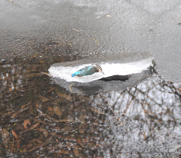 Toter Eisvogel aus dem Winter 2013-2013.