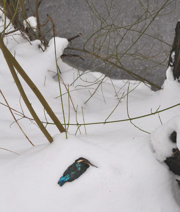 Toter Eisvogel, zu viele Eisvögel haben im Winter 2012-2013 verloren.