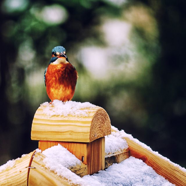 Eis Eisvogel auf einem Vogelfutterhaus.