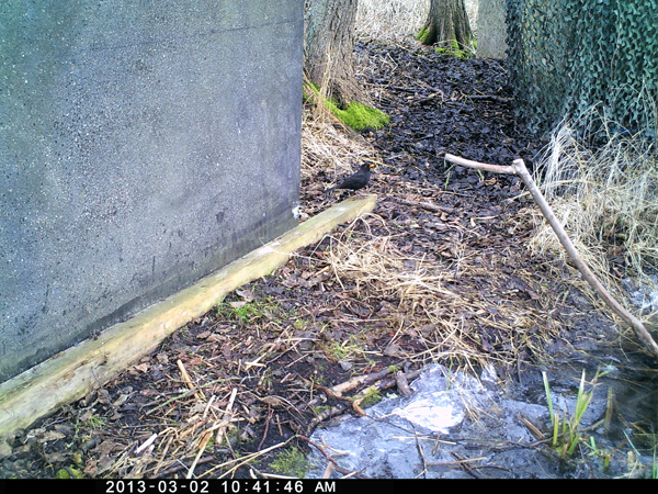 Wild- und Fotofalle, zu sehen ist eine Amsel.