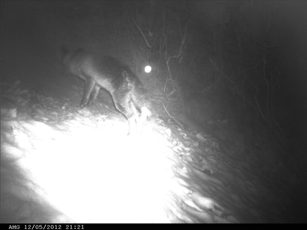 Wild- und Fotofalle im Einsatz, der Fuchs kam mit dem Schnee.