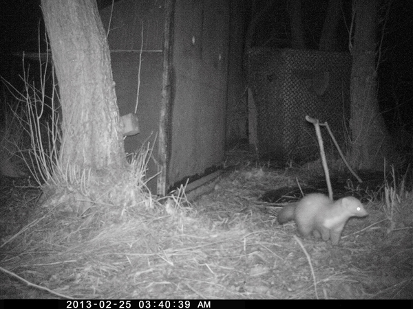 Wild- und Fotofalle, auch an diesem Standort sind die Marder vorhanden.