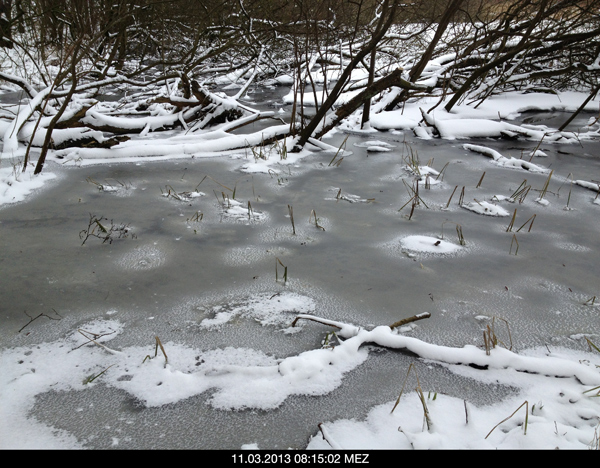 Winter 2013, Auch dieses Gewässer ist gefroren und das ist schlecht für den Eisvogelbestand.